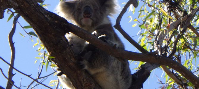 27 Koalas, 2 Echidna und jede Menge Corellas