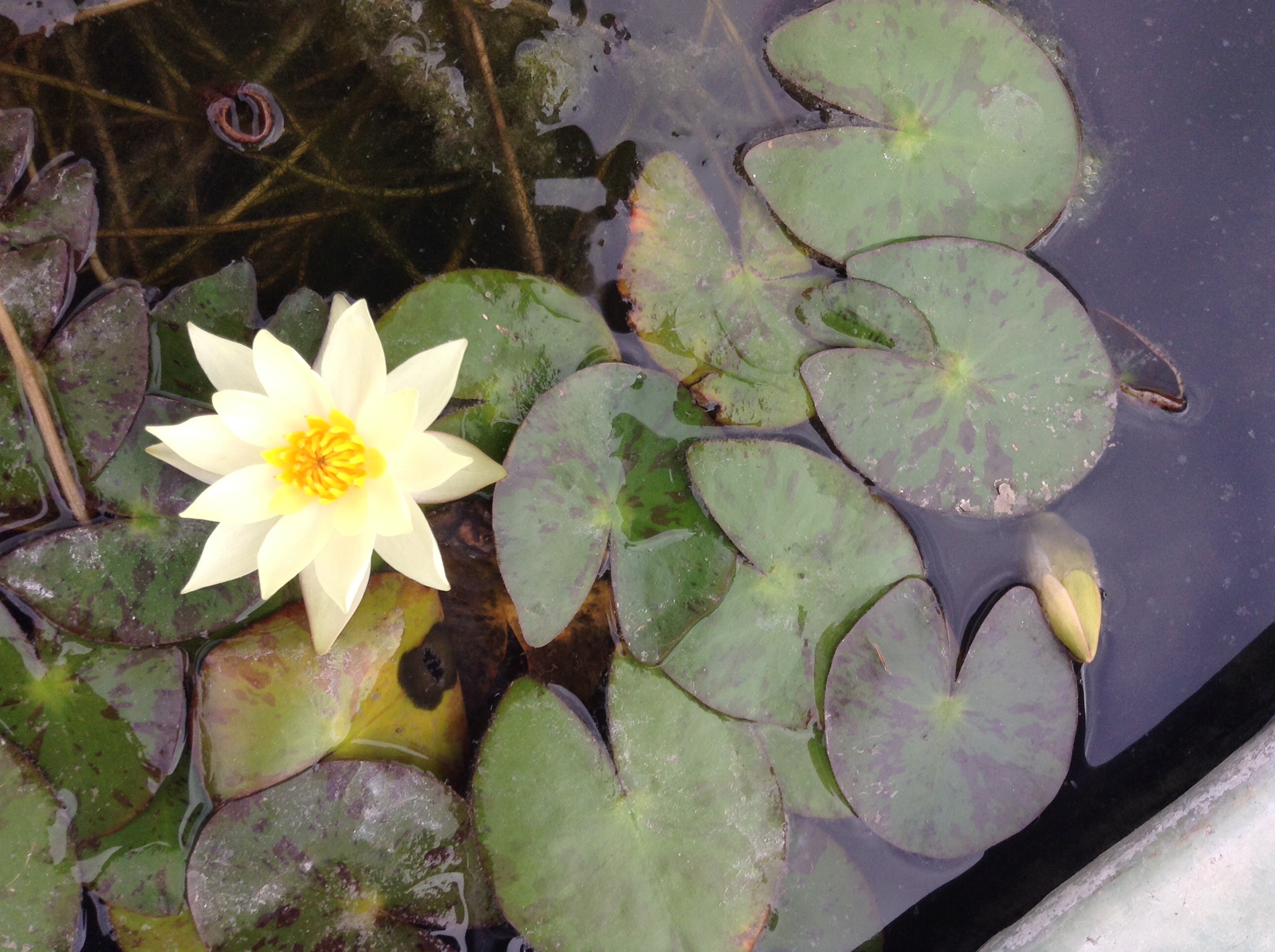 One (more) night in Bangkok (Tag 1 + 2)