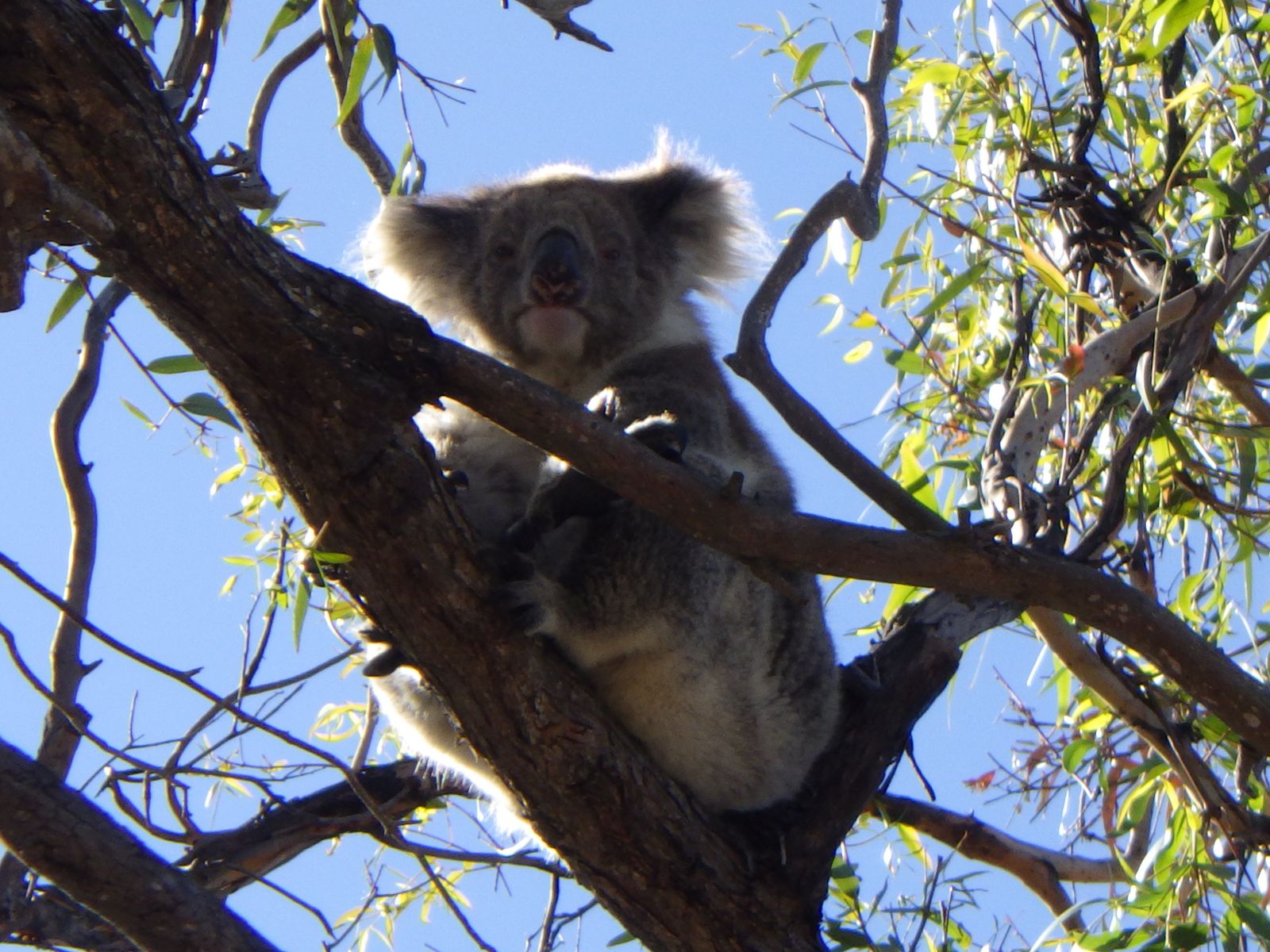 27 Koalas, 2 Echidna und jede Menge Corellas